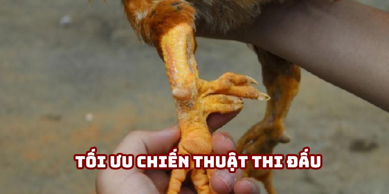 Hiểu cách coi cựa gà đá sẽ dưa ra chiến thuật phù hợp