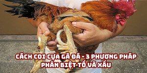 Cách Coi Cựa Gà Đá - 3 Phương Pháp Phân Biệt Tố Và Xấu