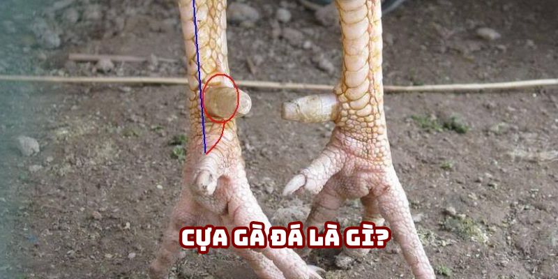 Tìm hiểu cựa gà đá