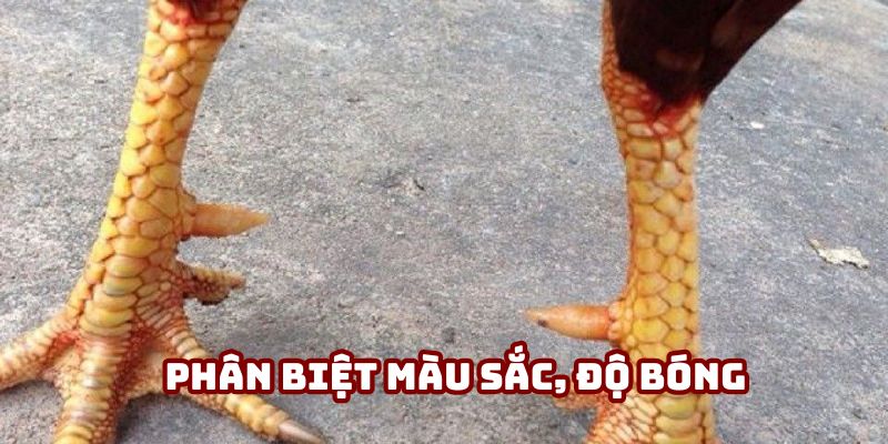 Bạn phân biệt kê mạnh yếu dựa trên màu sắc và độ bóng